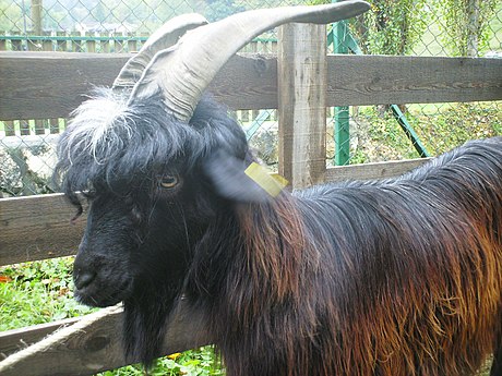 Chèvre_Pyrénéenne.JPG