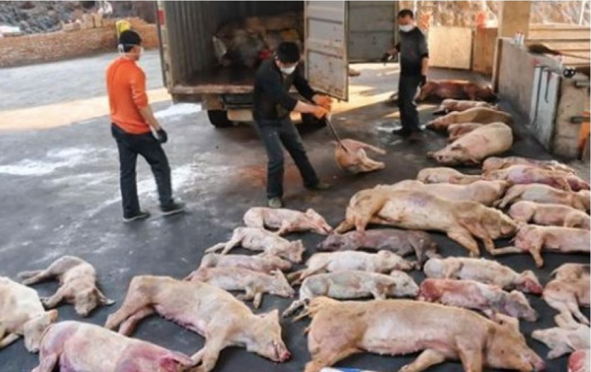 brote ee.uu cerdos con priones humanos.JPG
