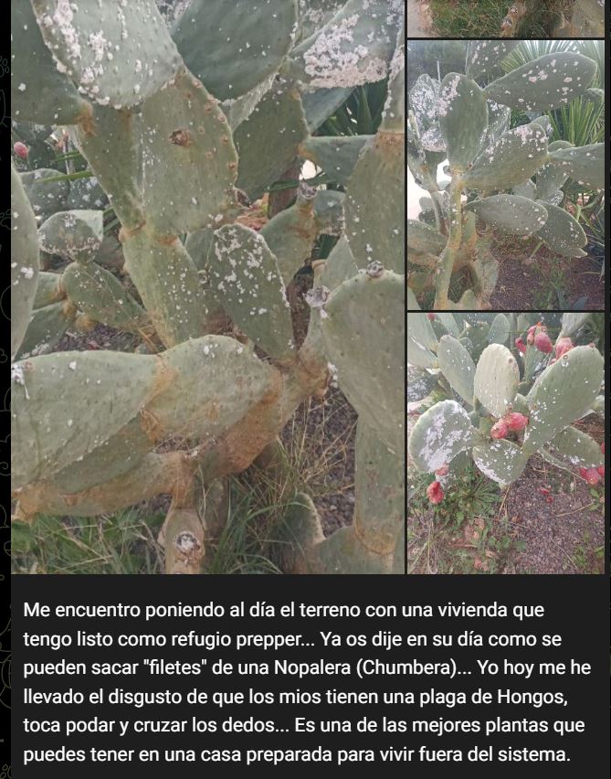 No son hongos.JPG