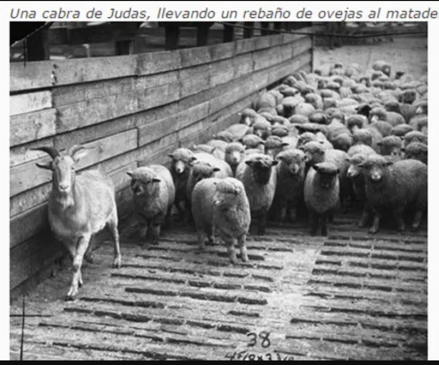 Cabra de Judas llevando a borregos al matadero.JPG