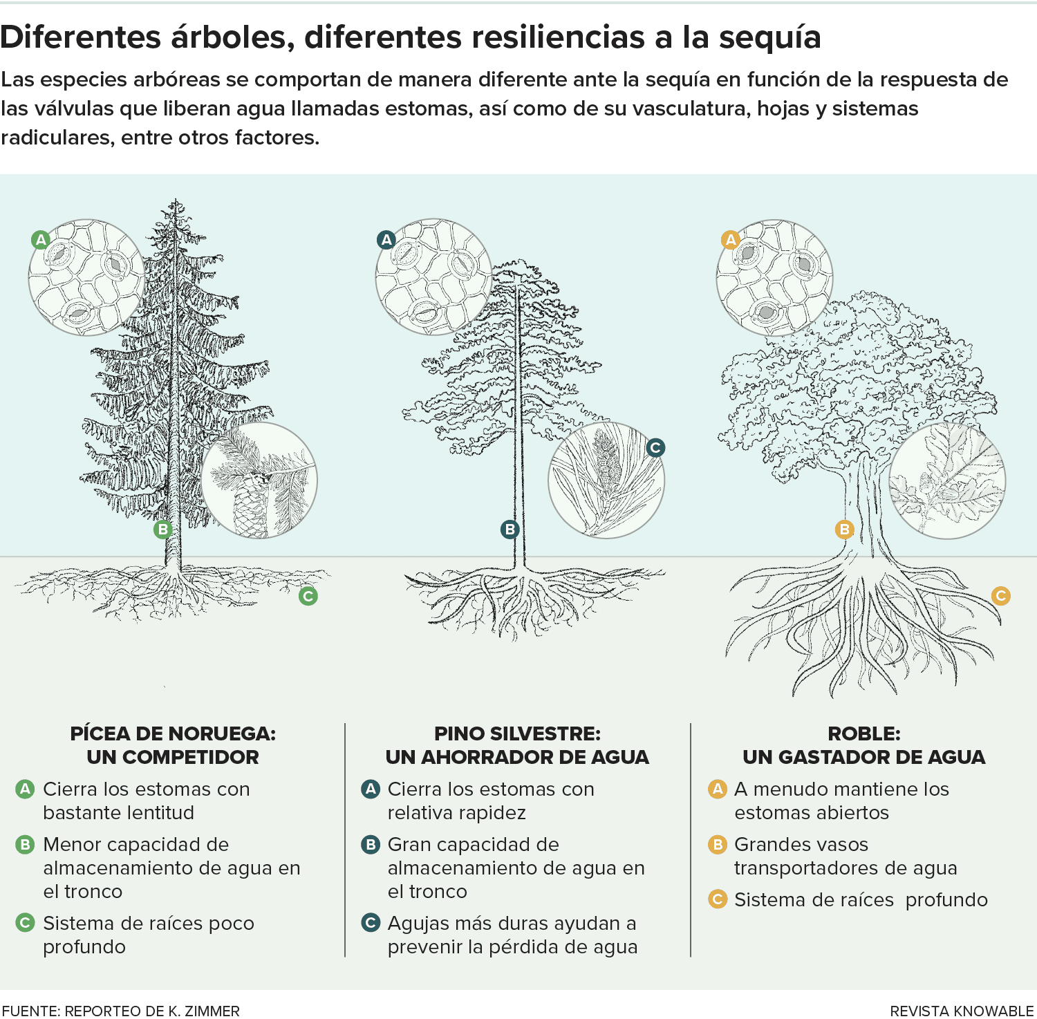 g-tree-drought-resilience-kee.png