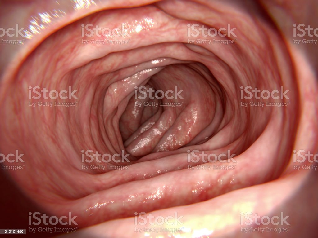 intestino sano.jpg