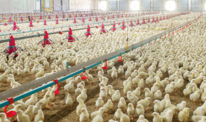 granja pollos.jpg