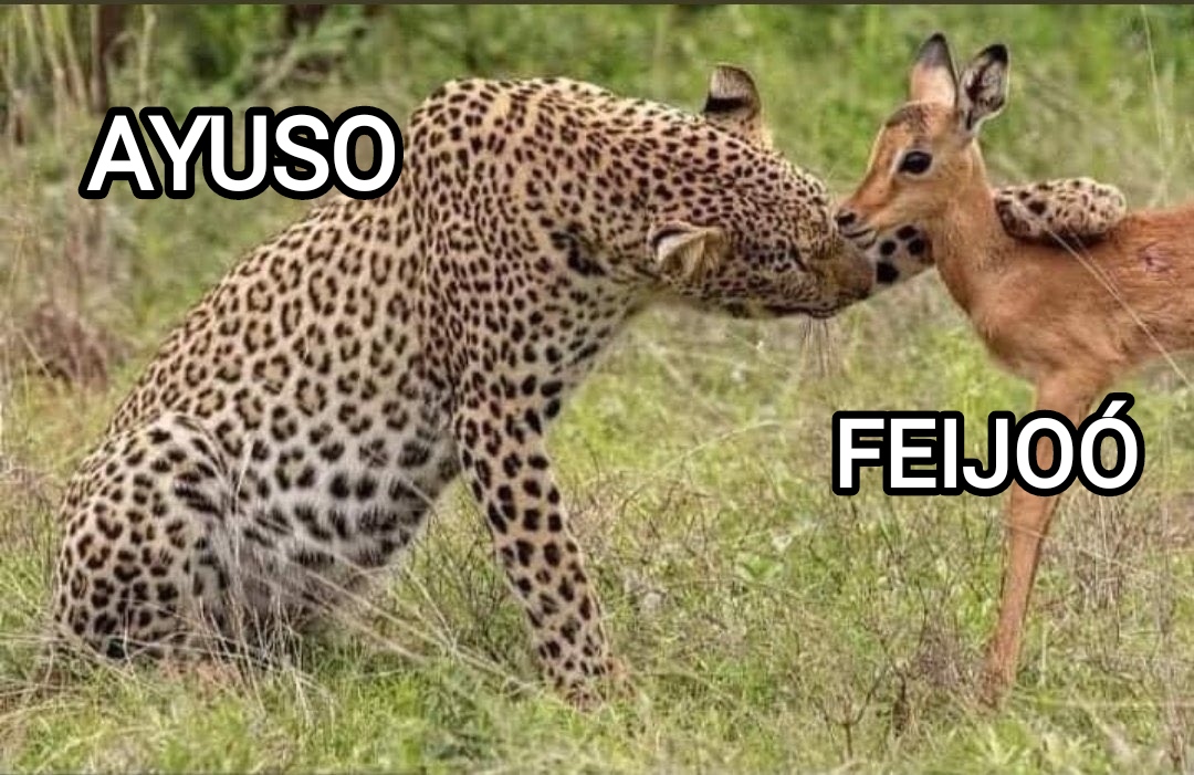 Foto Ayuso consolando a frijolito.jpg