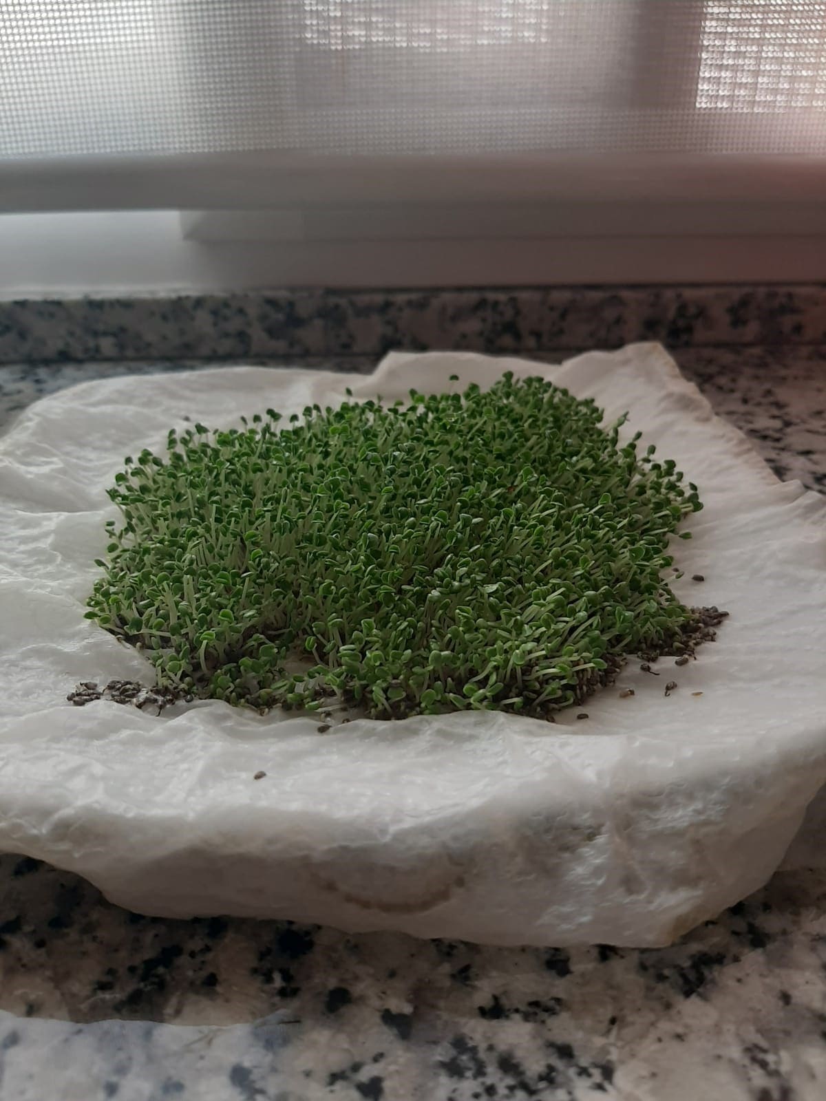 foto chia germinada (2).jpeg